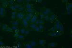 EGFR (C-terminal) Antibody in Immunocytochemistry (ICC/IF)