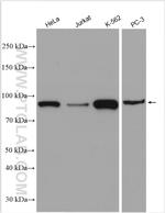 STAT5B Antibody in Western Blot (WB)