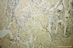 STAT5A Antibody in Immunohistochemistry (Paraffin) (IHC (P))