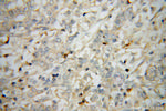 STAT2 Antibody in Immunohistochemistry (Paraffin) (IHC (P))