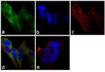 RhoGDI Antibody in Immunocytochemistry (ICC/IF)