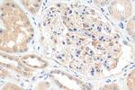 Angptl4 Antibody in Immunohistochemistry (Paraffin) (IHC (P))