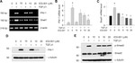 SMAD2 Antibody in Western Blot (WB)