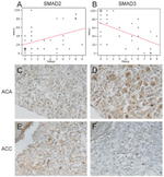 SMAD3 Antibody in Immunohistochemistry (IHC)