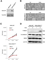 SMAD2 Antibody in Western Blot (WB)