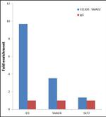 SMAD2 Antibody in ChIP Assay (ChIP)