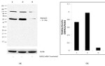 SMAD2 Antibody in Western Blot (WB)