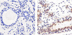 SMAD2 Antibody in Immunohistochemistry (Paraffin) (IHC (P))