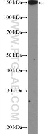 PLCB3 Antibody in Western Blot (WB)