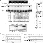 SMAD3 Antibody in Western Blot (WB)