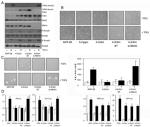 SMAD3 Antibody in Western Blot (WB)