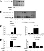 SMAD3 Antibody in ChIP Assay, Gel Shift (ChIP, GS)