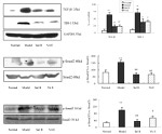 SMAD3 Antibody in Western Blot (WB)