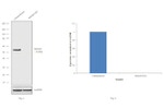 SMAD3 Antibody in Western Blot (WB)