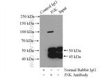 JNK Antibody in Immunoprecipitation (IP)