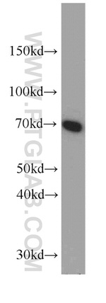 ATP6V1A Antibody in Western Blot (WB)