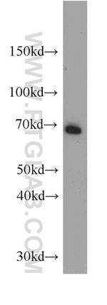 ATP6V1A Antibody in Western Blot (WB)