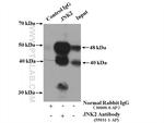 JNK2 Antibody in Immunoprecipitation (IP)