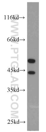 JNK2 Antibody in Western Blot (WB)