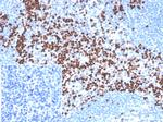 LEF1/TCF1 alpha (Transcription Factor) Antibody in Immunohistochemistry (Paraffin) (IHC (P))