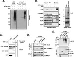 Cullin 2 Antibody in Western Blot (WB)