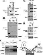 Cullin 2 Antibody in Western Blot (WB)