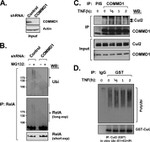 Cullin 2 Antibody in Western Blot, Immunoprecipitation (WB, IP)