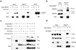 Cullin 2 Antibody in Western Blot (WB)