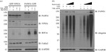 Cullin 2 Antibody in Western Blot (WB)