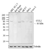 Cullin 2 Antibody in Western Blot (WB)