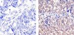 Cullin 2 Antibody in Immunohistochemistry (Paraffin) (IHC (P))