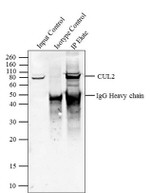 Cullin 2 Antibody in Immunoprecipitation (IP)