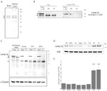 LAMP-2A Antibody in Western Blot (WB)