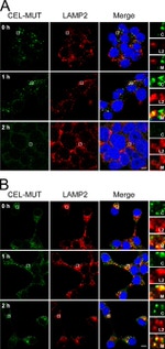 LAMP-2A Antibody in Immunocytochemistry (ICC/IF)