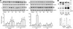 LAMP-2A Antibody in Western Blot (WB)