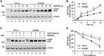 beta Amyloid Antibody in Western Blot (WB)