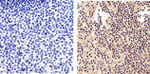 NFkB p50 Antibody in Immunohistochemistry (Paraffin) (IHC (P))