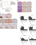 ALK Antibody in Immunohistochemistry (IHC)