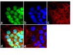 HDAC2 Antibody in Immunocytochemistry (ICC/IF)