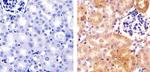 HDAC2 Antibody in Immunohistochemistry (Paraffin) (IHC (P))