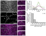 Synapsin 1 Antibody in Immunocytochemistry (ICC/IF)