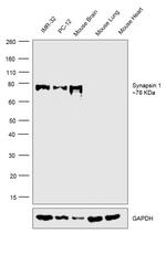 Synapsin 1 Antibody