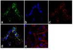 LIN7C Antibody in Immunocytochemistry (ICC/IF)