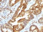 TDP2/EAPII Antibody in Immunohistochemistry (Paraffin) (IHC (P))