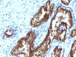 TDP2/EAPII Antibody in Immunohistochemistry (Paraffin) (IHC (P))