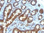 TDP2/EAPII Antibody in Immunohistochemistry (Paraffin) (IHC (P))