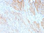 Aciculin/Phosphoglucomutase 5 (PGM5) Antibody in Immunohistochemistry (Paraffin) (IHC (P))