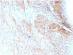 Aciculin/Phosphoglucomutase 5 (PGM5) Antibody in Immunohistochemistry (Paraffin) (IHC (P))