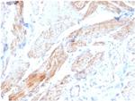 Aciculin/Phosphoglucomutase 5 (PGM5) Antibody in Immunohistochemistry (Paraffin) (IHC (P))