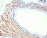 Aciculin/Phosphoglucomutase 5 (PGM5) Antibody in Immunohistochemistry (Paraffin) (IHC (P))